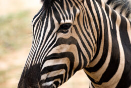Namibia_April_2025 (9/79)